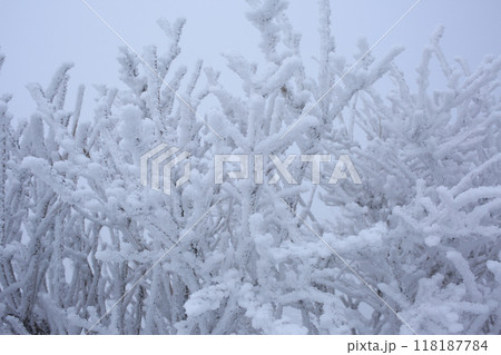 樹氷 樹氷 118187784