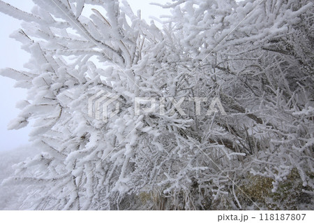 樹氷 118187807