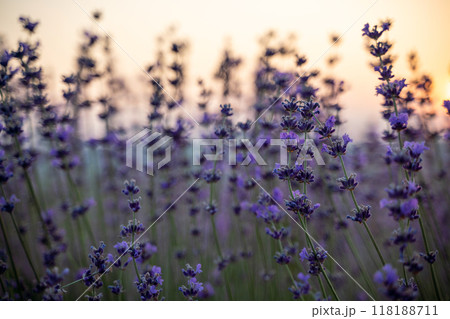 Blooming lavender field. Beautiful purple flowers. Regional organic cultivation. Blooming lavender field. Beautiful purple flowers. Regional organic cultivation. 118188711