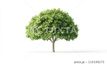 Trees isolated on white background, tropical trees isolated used for design, advertising and architecture 118189273