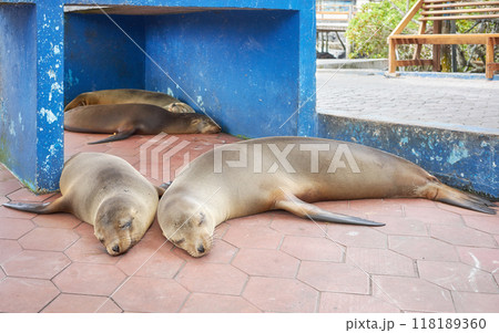 Galapagos sea lions on a sidewalk in Puerto Ayora, Santa Cruz Island, Ecuador. 118189360