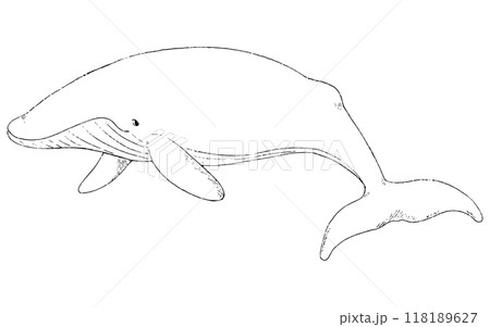 シロナガスクジラの手描きのイラスト 線画のみ シロナガスクジラの手描きのイラスト 線画のみ 118189627