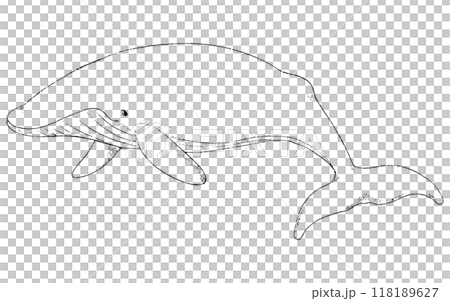 シロナガスクジラの手描きのイラスト 線画のみ シロナガスクジラの手描きのイラスト 線画のみ 118189627