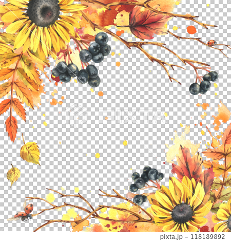 Autumn berries physalis, chokeberry, rowan leaves, maple, birch, rudbeckia flowers, tree branches and ladybugs. Watercolor illustrations. Blank template for text square. 118189892