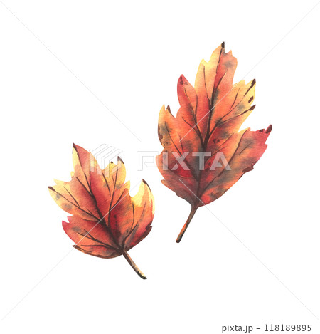 Two maple leaves in orange, yellow and burgundy. Hand-drawn watercolor illustration on the theme of autumn and harvest. Set of objects isolated from the background. 118189895