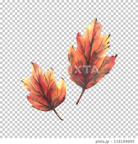 Two maple leaves in orange, yellow and burgundy. Hand-drawn watercolor illustration on the theme of autumn and harvest. Set of objects isolated from the background. 118189895