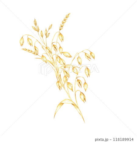 Oat stems with golden-yellow grains and dry herb leaves. Cereal and herbs watercolor clipart. Ideal for use in organic product branding, farm-to-table restaurant menus, or nature-inspired stationery 118189914