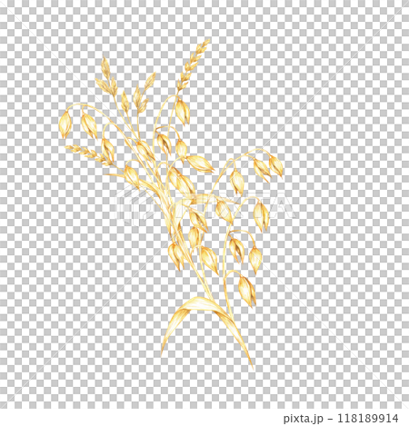 Oat stems with golden-yellow grains and dry herb leaves. Cereal and herbs watercolor clipart. Ideal for use in organic product branding, farm-to-table restaurant menus, or nature-inspired stationery 118189914