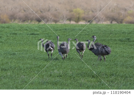 Greater Rhea, Rhea americana, in Pampas Greater Rhea, Rhea americana, in Pampas 118190404
