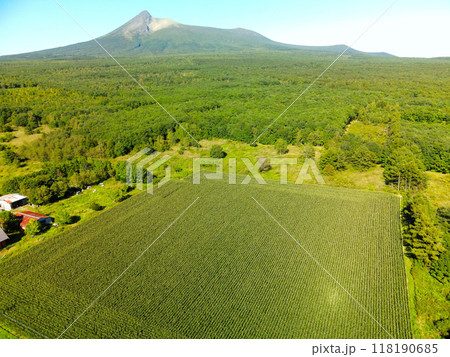 初秋の北海道森町でデントコーン畑の風景を空撮 初秋の北海道森町でデントコーン畑の風景を空撮 118190685