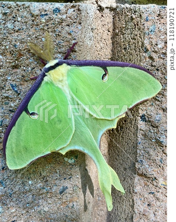 壁にとまった美しいLuna moth 118190721
