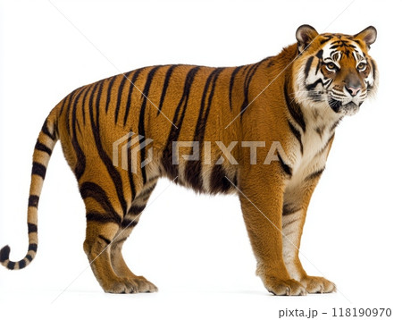 captivating creature stands proudly, displaying its distinctive striped coat and lean physique. The Tasmanian tiger exudes both elegance and a hint of mystery in its isolated setting. 118190970