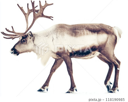 reindeer strides confidently, its impressive antlers prominently displayed. The animal's rich fur texture contrasts beautifully with the stark white background, creating a striking visual impact. 118190985