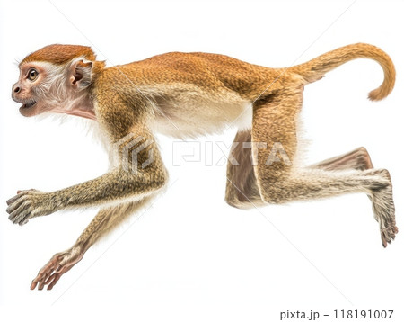 patas monkey is energetically running, showcasing its long limbs and agility against a stark white background, highlighting its unique features and dynamic motion. 118191007