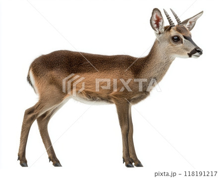 Captivatingly slender, the blue duiker stands in profile, revealing its small horns and smooth coat, embodying the elegance of this elusive species in a timeless moment. 118191217