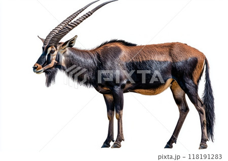 sable antelope displays its striking black coat and long, curved horns in an elegant pose, showcasing the beauty of this magnificent species. 118191283