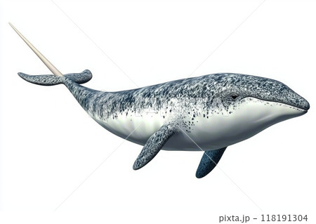 sleek narwhal swims gracefully, showcasing its distinctive long tusk as it moves through tranquil waters framed by a bright white background. 118191304