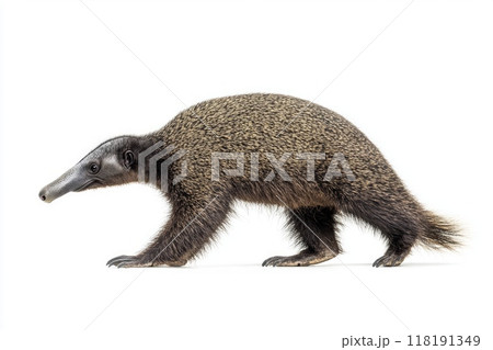 giant anteater confidently walks, showcasing its distinct long snout and bushy tail. The stark white background enhances its unique features and elegant movement. 118191349