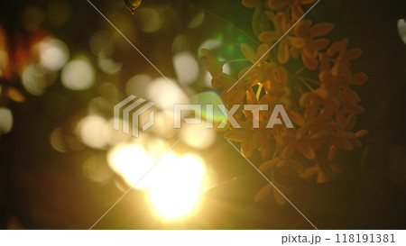 朝日と金木犀の花 118191381