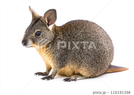 dusky pademelon sits upright, displaying its round body and short limbs in a moment of calm. The minimalist white background enhances its charming features and natural beauty. 118191386
