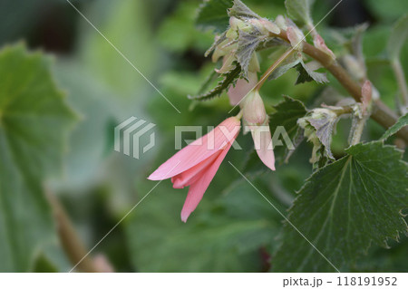 Begonia San Francisco 118191952