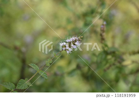 Peppermint 118191959