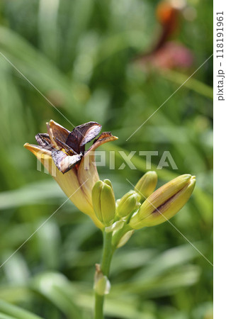 Daylily Madeline Nettles Eyes 118191961