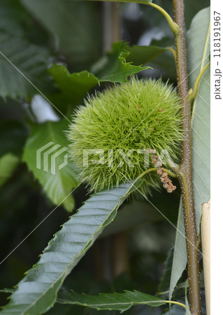 Chestnut Bouche de Betizac Chestnut Bouche de Betizac 118191967