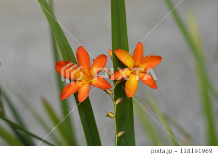 Montbretia Montbretia 118191969