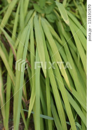 Montbretia Montbretia 118191970