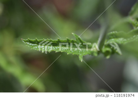 Upright verbena Lollipop 118191974