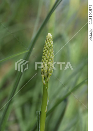 Red Hot Poker Red Hot Poker 118191975