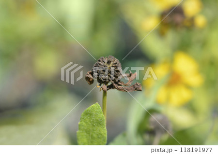 Sneezeweed Tom Sneezeweed Tom 118191977