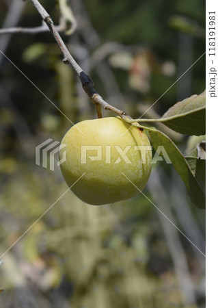 Apple tree 118191981