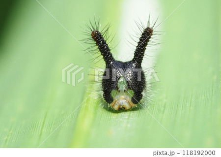 クロコノマチョウの幼虫 クロコノマチョウの幼虫 118192000