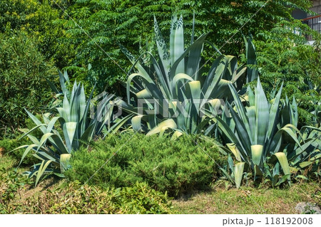 Agave plants in a lush green garden Agave plants in a lush green garden 118192008