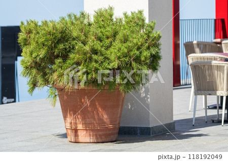 Pine plant in terracotta pot on patio 118192049