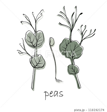 Peas microgreens vector hand drawn illustration. Contour and green plant. Sprouts of Peas plant. Set for design menu, logo, packaging of proper nutrition, microelements, healthy lifestyle 118192174