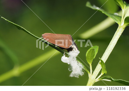 チュウゴクアミガサハゴロモ（外来種）と羽化殻 118192336