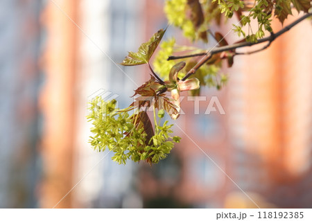 Maple branch with charming red leaf pieces growing from buds. Maple in early spring Maple branch with charming red leaf pieces growing from buds. Maple in early spring 118192385