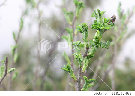 Park and forest, tree, sunny day. First spring leaves. Springtime first green leave 118192463