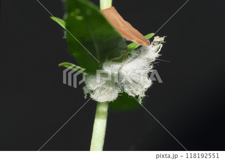 チュウゴクアミガサハゴロモ(外来種)と羽化殻 チュウゴクアミガサハゴロモ(外来種)と羽化殻 118192551