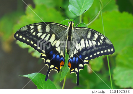 キアゲハ 118192588