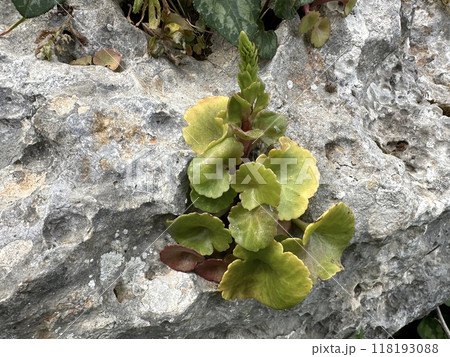 Wild edible plant navelwort or wall pennywort {lat.- Umbilicus rupestris) Wild edible plant navelwort or wall pennywort {lat.- Umbilicus rupestris) 118193088