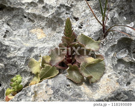 Wild edible plant navelwort or wall pennywort {lat.- Umbilicus rupestris) Wild edible plant navelwort or wall pennywort {lat.- Umbilicus rupestris) 118193089