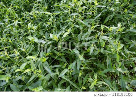 繫茂したアシボソ 118193100
