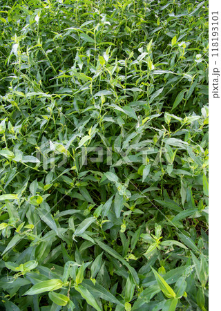 繫茂したアシボソ 118193101