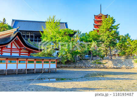 夏の嚴島神社 干潮時 広島県廿日市市 夏の嚴島神社 干潮時 広島県廿日市市 118193487