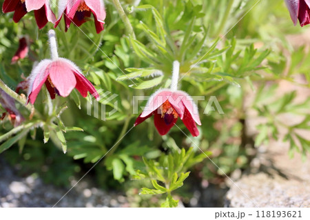 オキナグサの花 オキナグサの花 118193621