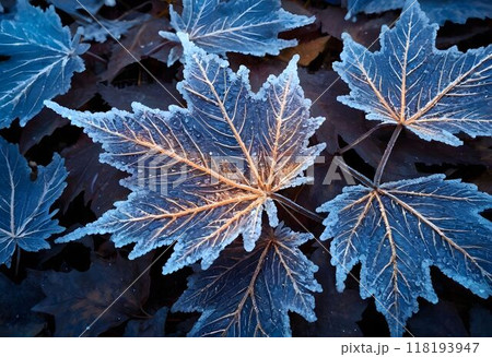 Deciduous maple leaves frostcovered in snowy landscape Deciduous maple leaves frostcovered in snowy landscape 118193947